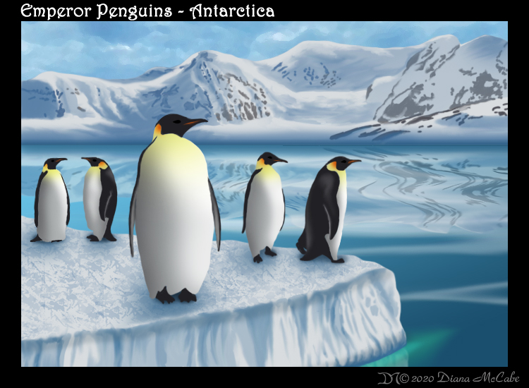 Emperor Penguins - Antarctica